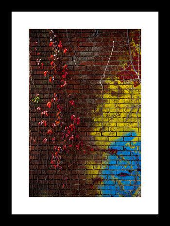 Red Vine on Abandoned Building – Decatur, Alabama Urban Scene