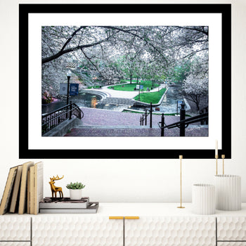 Cherry trees blooming in Big Spring Park.