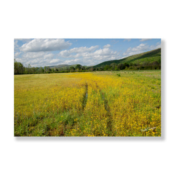 Tennessee Valley Gold: Spring Field and Mountain Landscape | Nature Photography