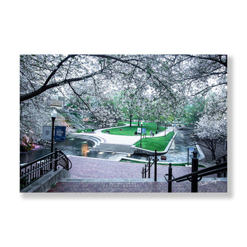 Springtime Serenity: Cherry Blossoms at Big Spring Park | Nature Photography