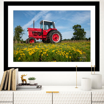 Red tractor in a field of yellow daisies in Lawrence County, Alabama.
